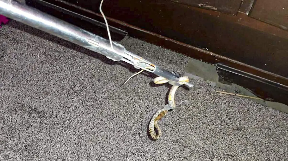 Las serpientes buscan refugiarse en espacios oscuros y frescos como patios, jardines, cocheras o incluso el interior de las casas