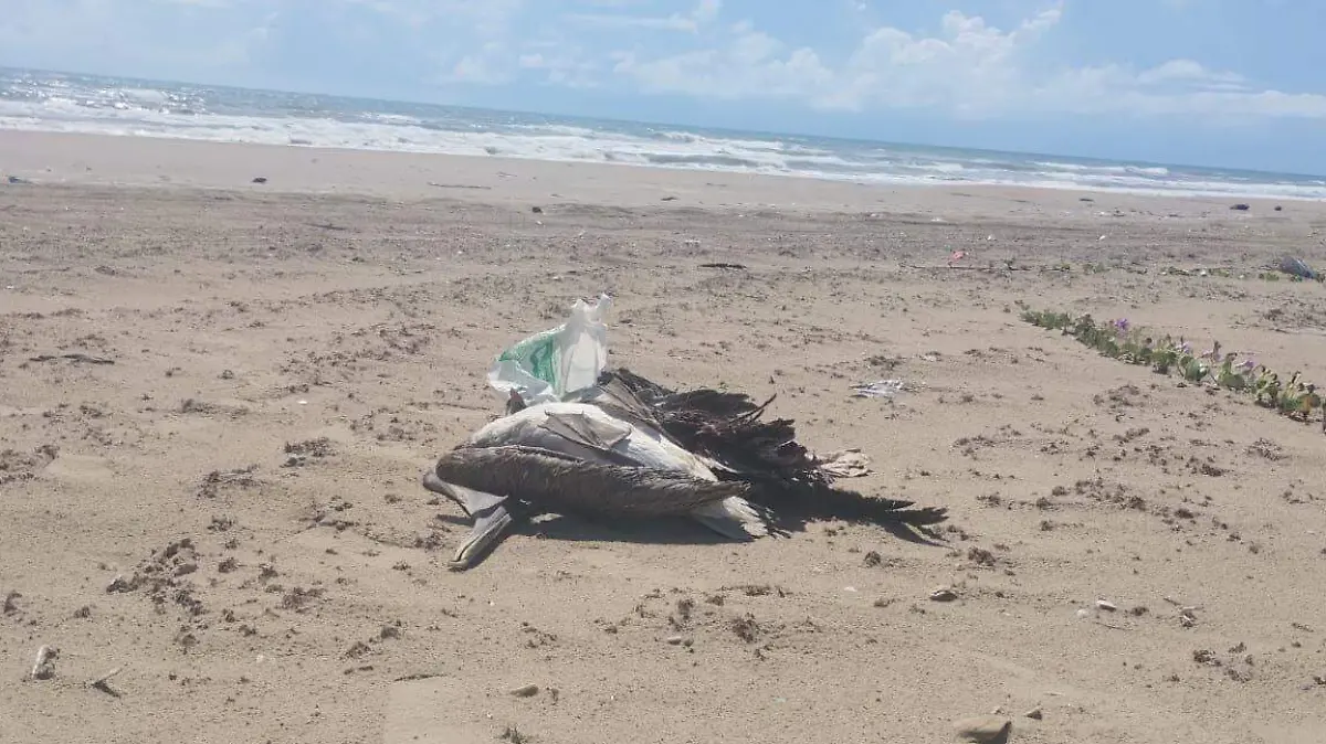 continuan muriendo aves en playa Bagdad