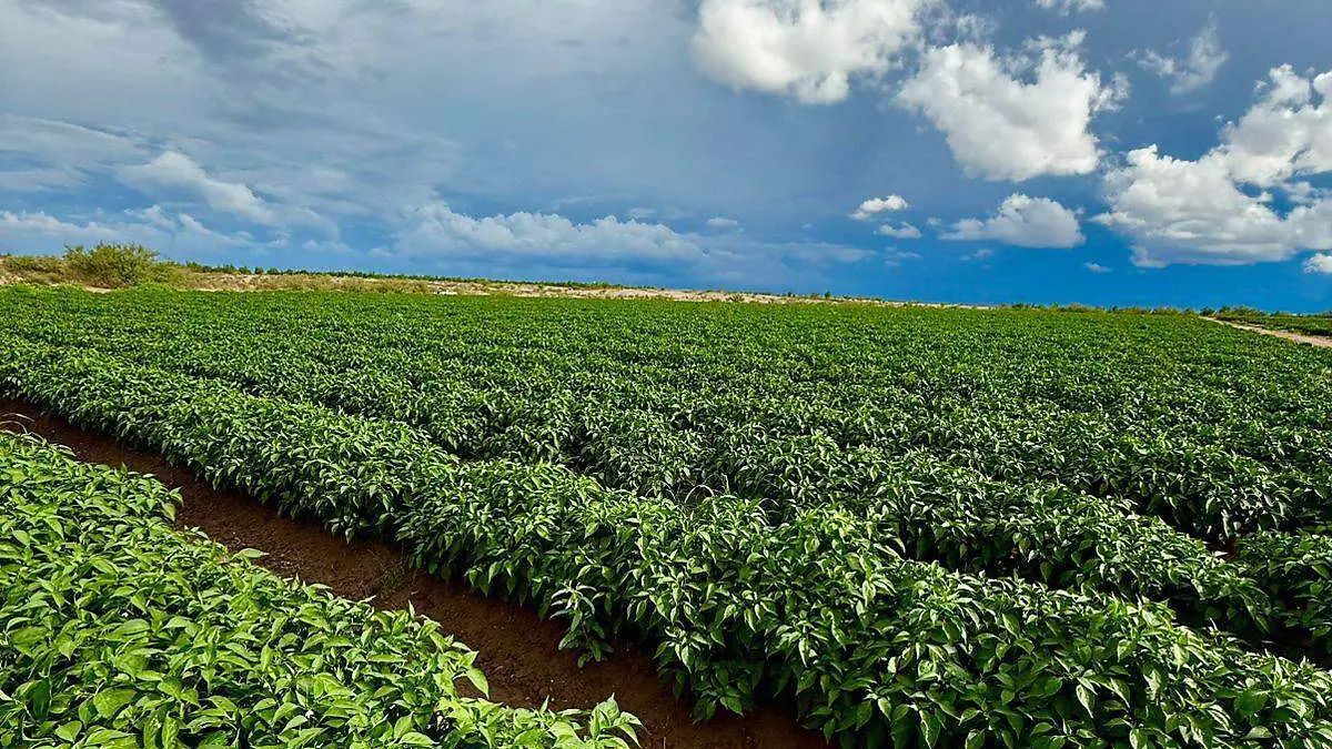 siembra de chile afectado