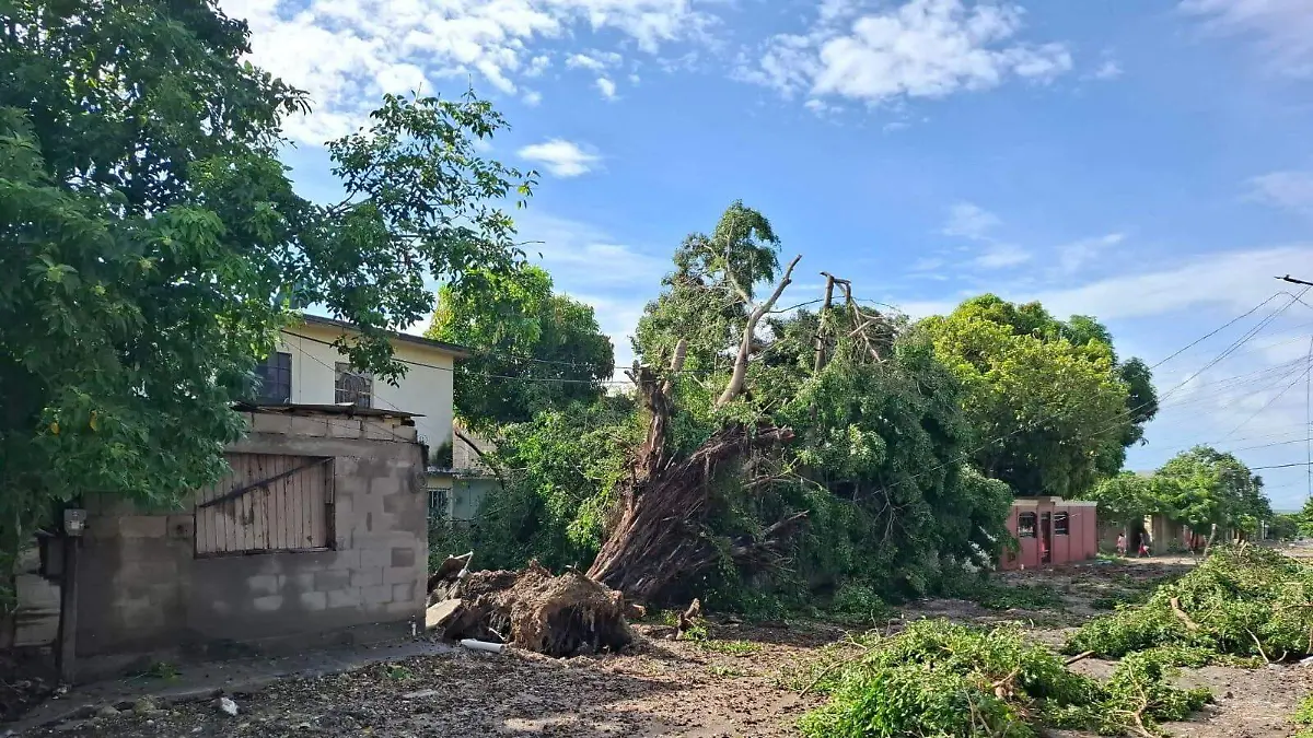 Colonia Francisco Villa de Altamira amanece con árbol caído y cables derribados tras lluvias