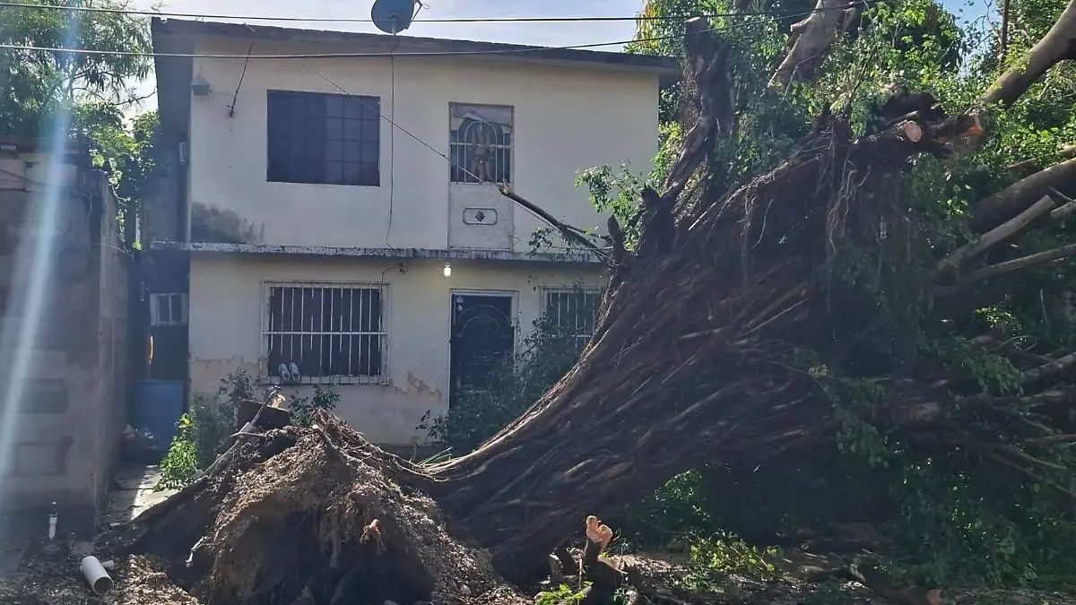 Vecinos de Altamira relatan momento en que árbol tipo trueno cayó arrastrando postes de luz
