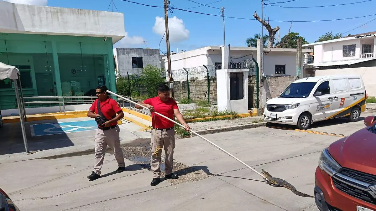 Bomberos capturan cocodrilo que merodeaba cajeros de Banco del Bienestar en Tampico