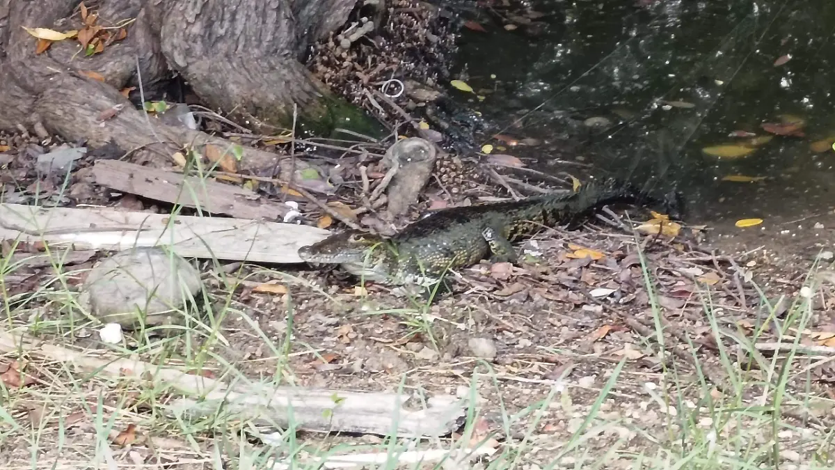 La presencia de cocodrilos es mayor en la Laguna del Carpintero de Tampico