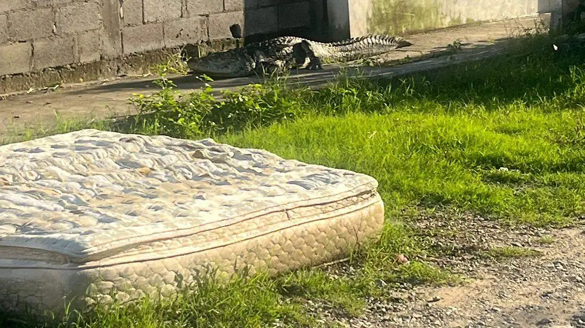 El saurio se encontraba deambulando 