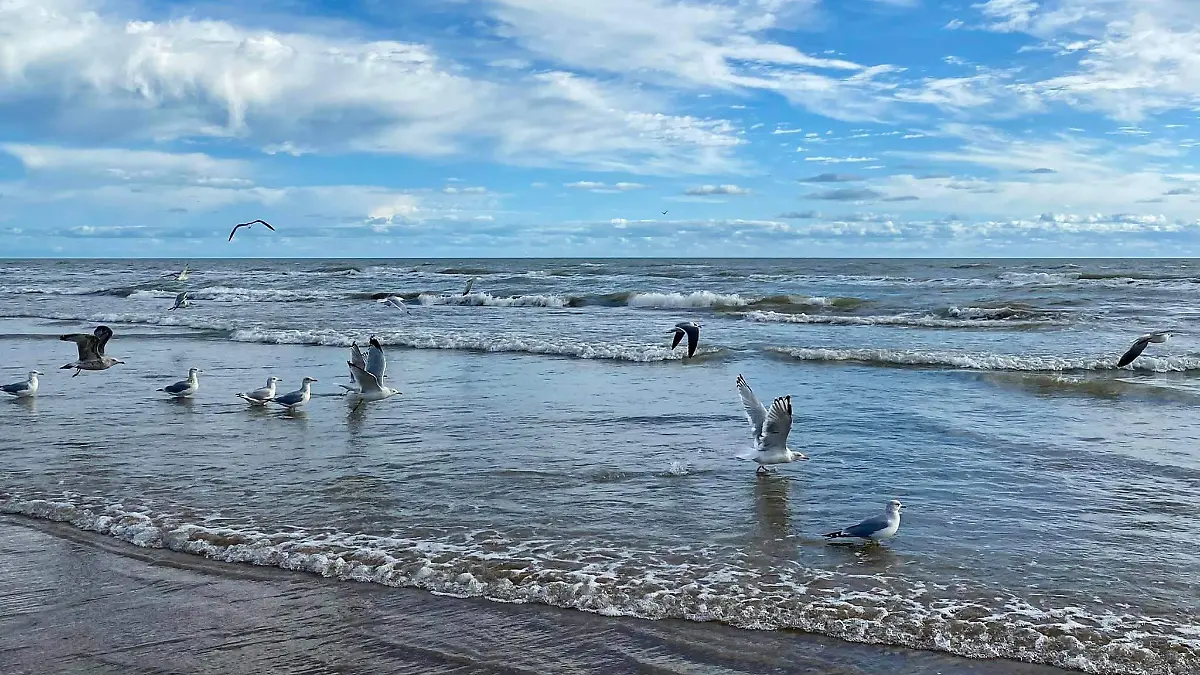 Confirman caso de gripe aviar en una gaviota muerta en Playa Badgad, Matamoros, Tamaulipas Facebook
