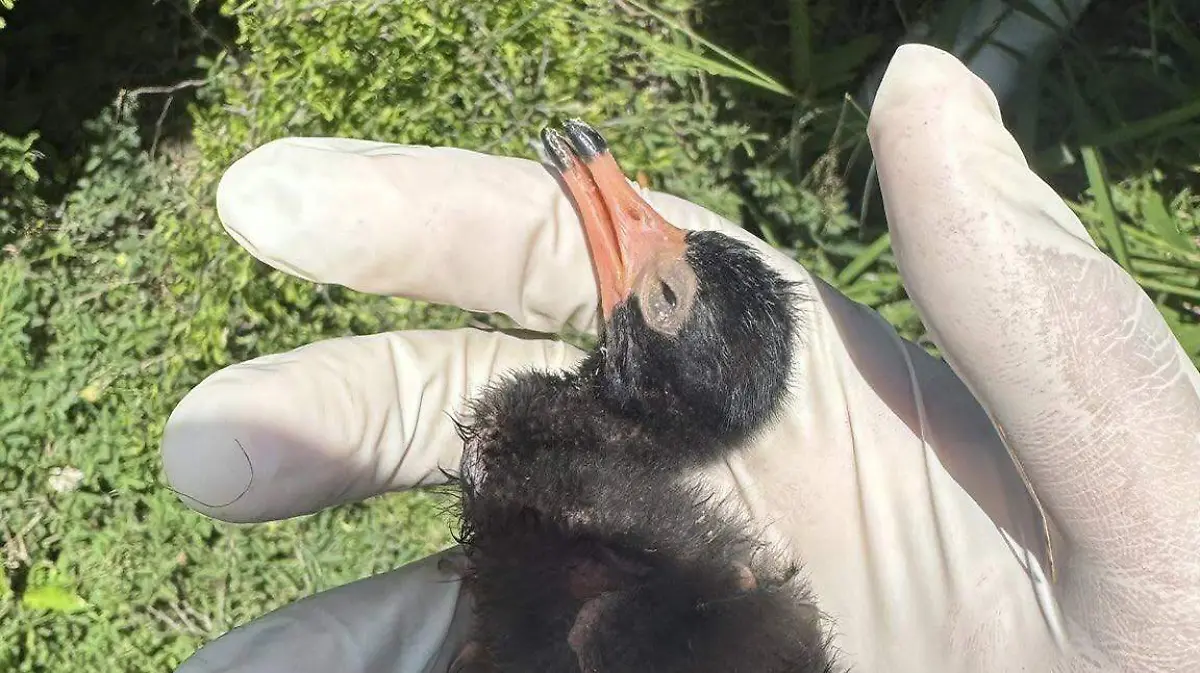 La agrupación Conibio Global indicó que desde marzo alertó de la presencia de aves muertas a Senasica