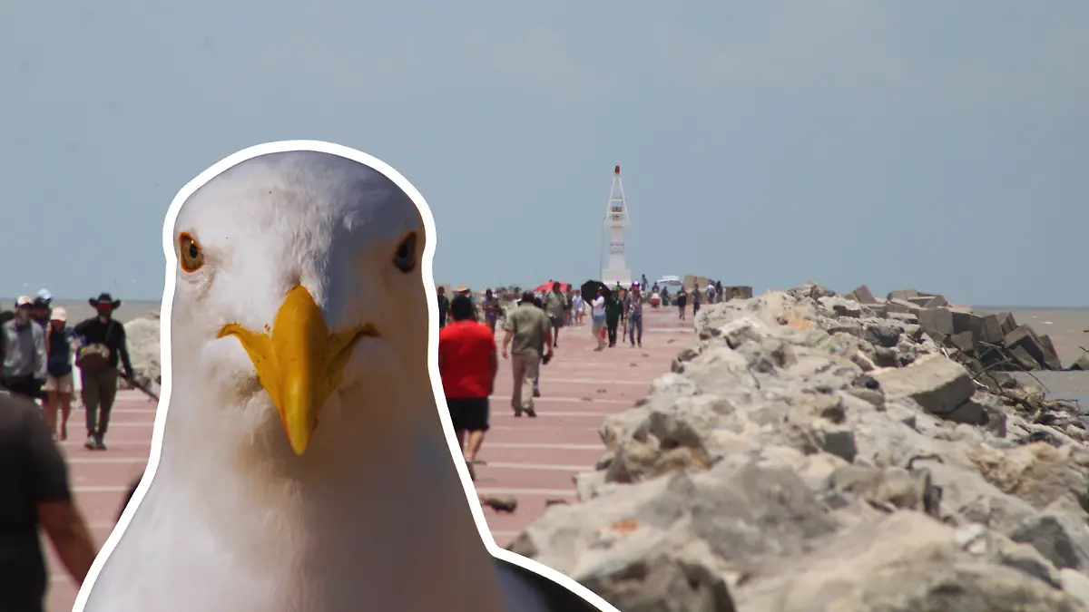 Actualmente las aves de Playa Miramar se reportan sanas, la situación es únicamente en el norte de Tamaulipas Juan Hernández