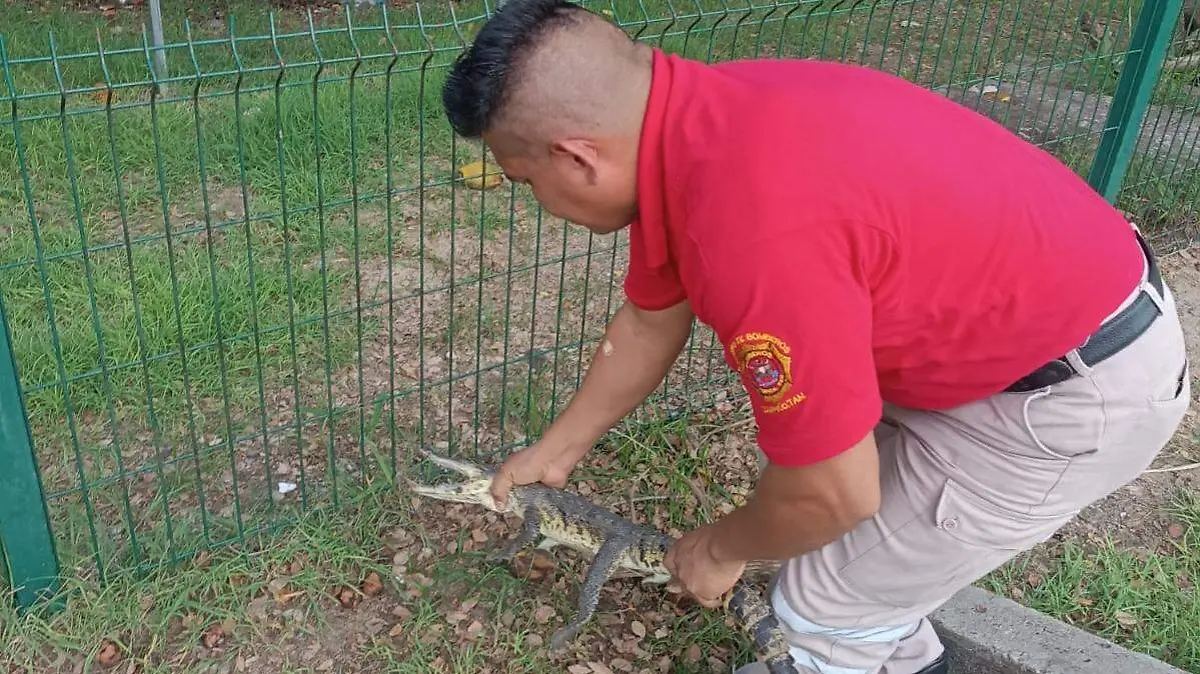 Gracias al trabajo de los bomberos la captura del cocodrilo se realizó de forma rápida y segura