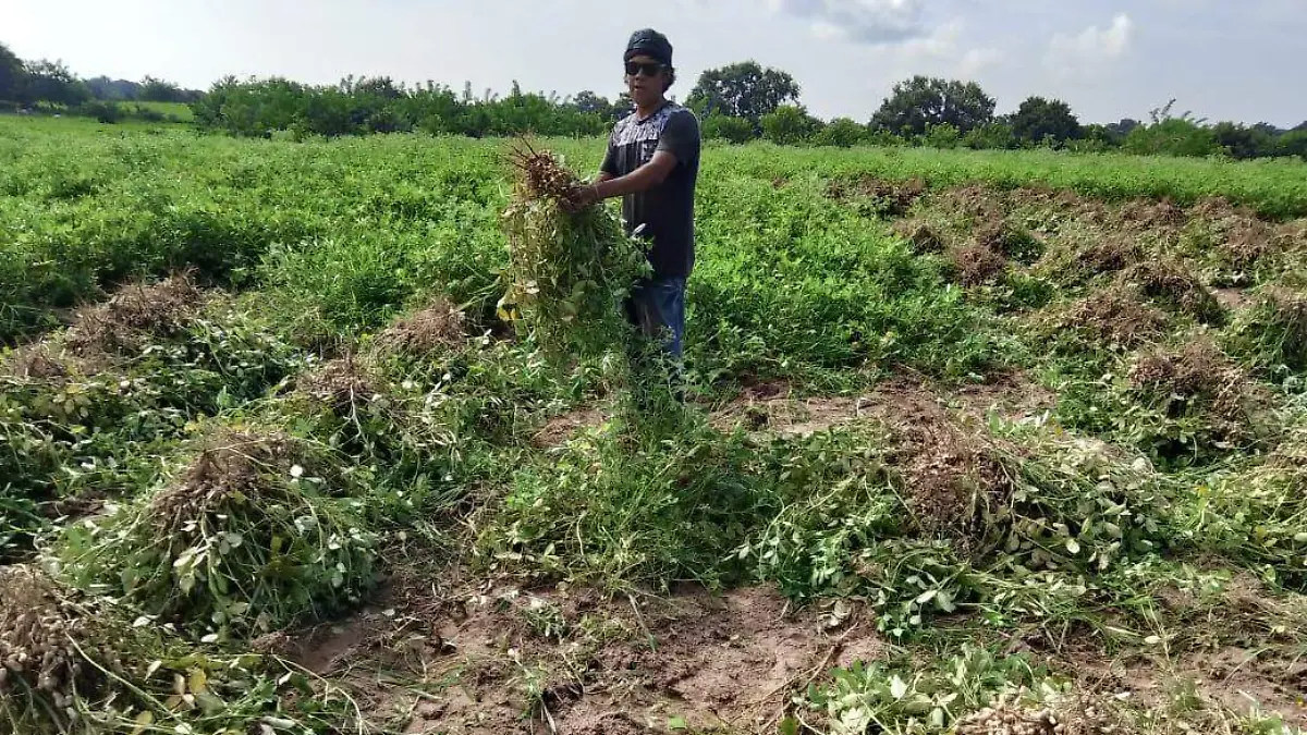 Héctor Villar, empresario del norte de Veracruz que impulsa una cadena de valor del cacahuate y apoya a campesinos