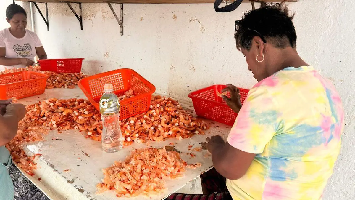 Al menos 25 empresas dedicadas al despique de camarón en Tampico se encuentran en riesgo