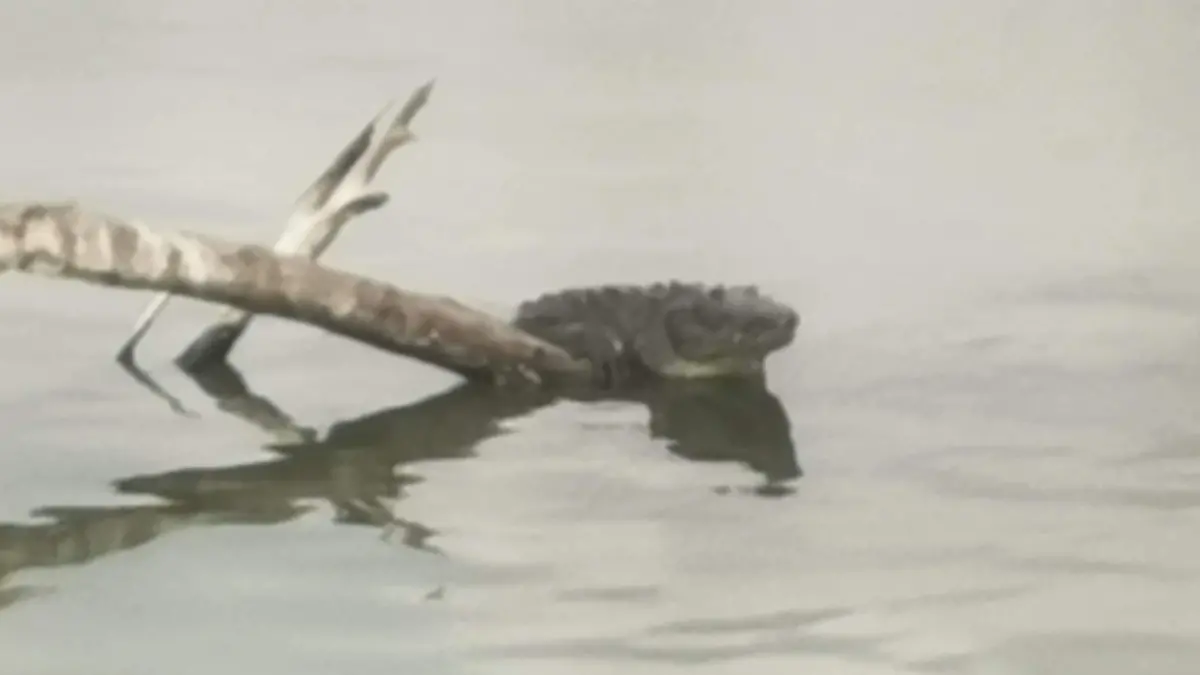 La presencia de cocodrilos en sus hábitats naturales es una señal de un ecosistema saludable