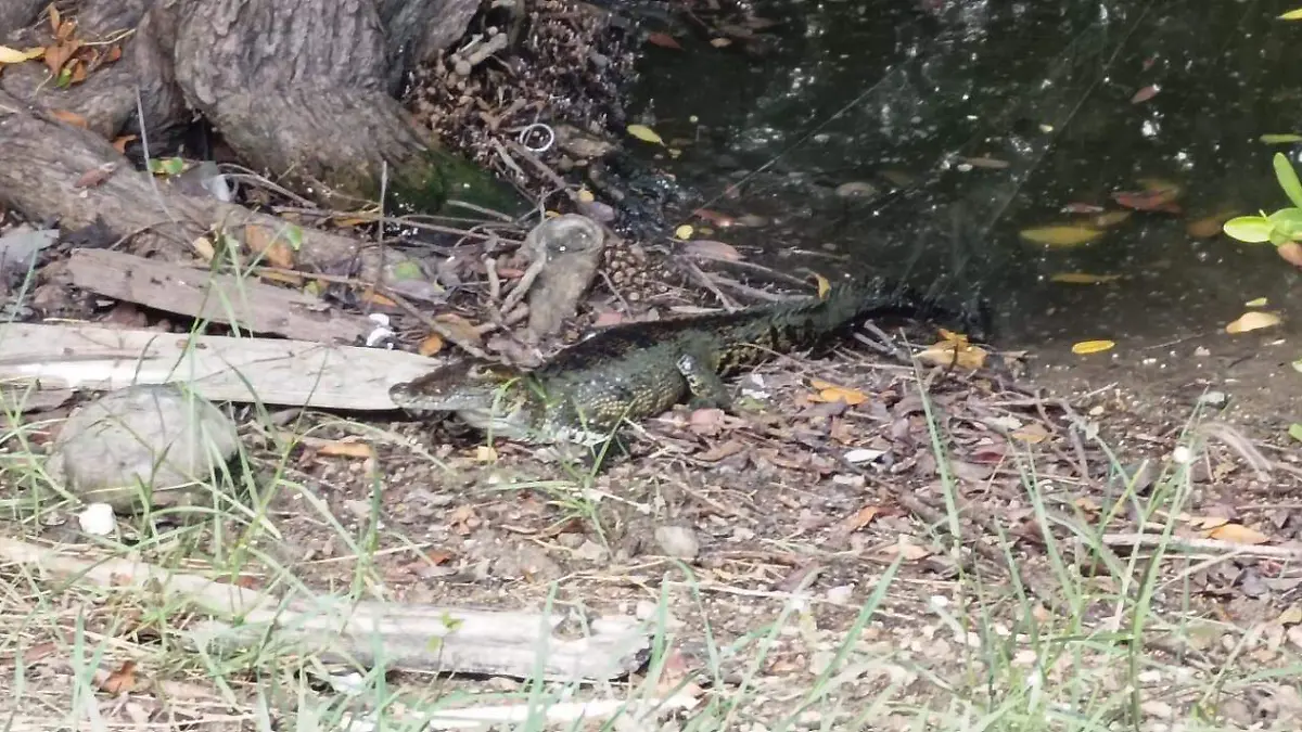 cocodrilo laguna del carpintero