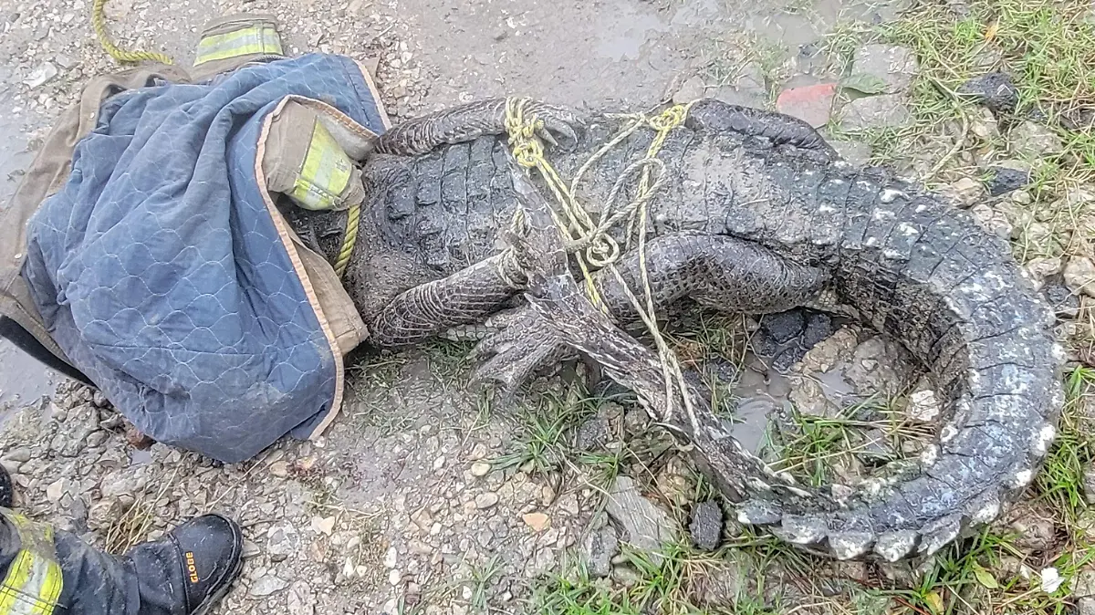El ejemplar capturado en el sector Miramápolis la mañana del jueves 9 de octubre medía 2.80 metros de largo