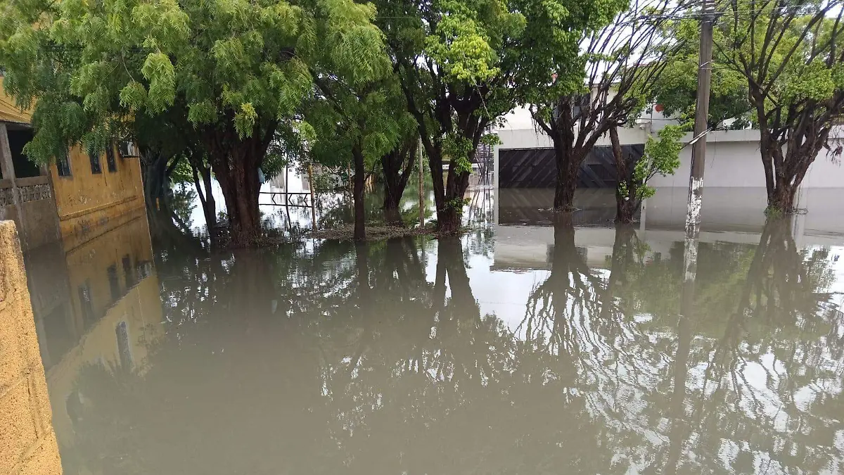 Cocodrilos salen entre el agua tras fuertes lluvias en Ciudad Madero