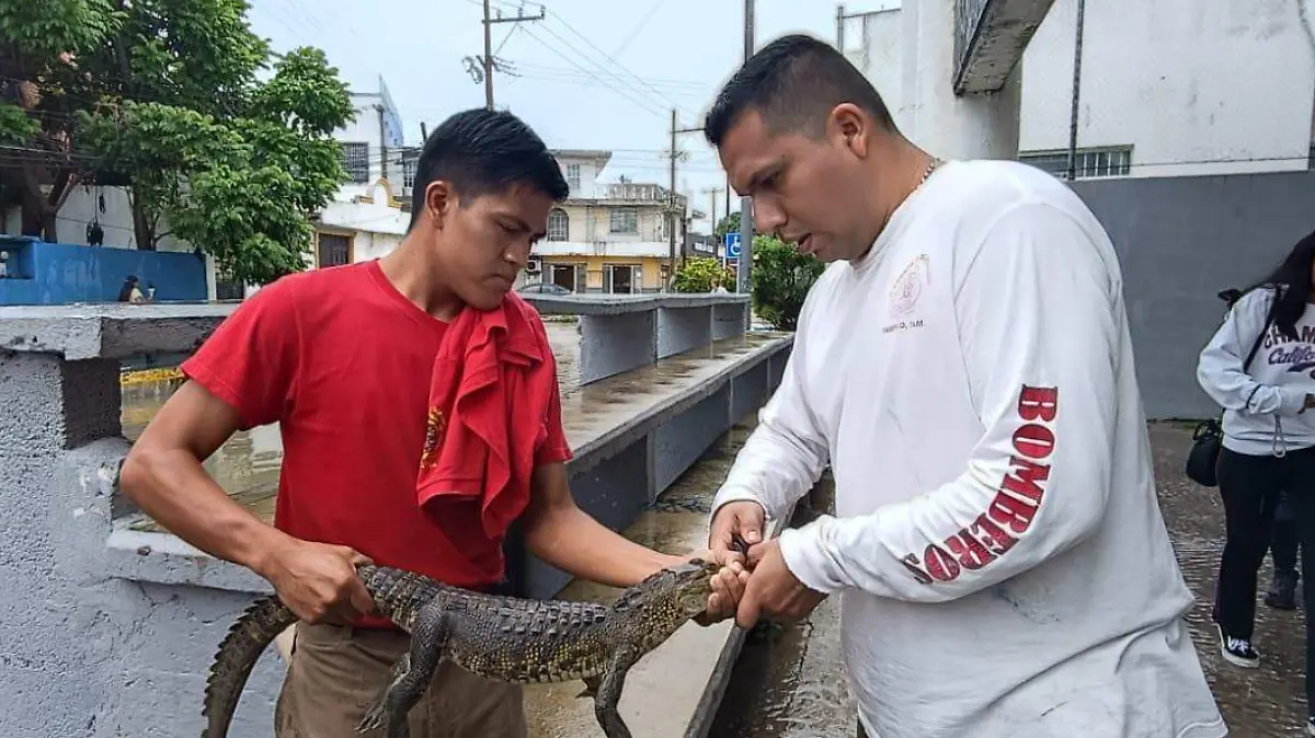 “Entre el agua andaba un amiguito”: vecinos de Ciudad Madero y Tampico enfrentan inundaciones entre cocodrilos