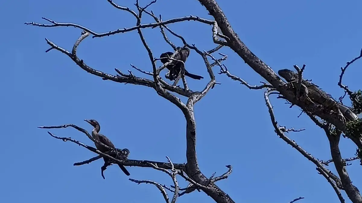 Las aves