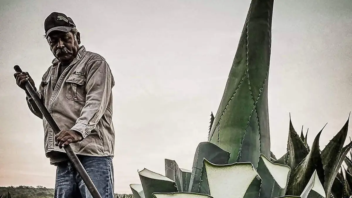 Tamaulipas es uno de los estados con denominación de origen para producir mezcal en México