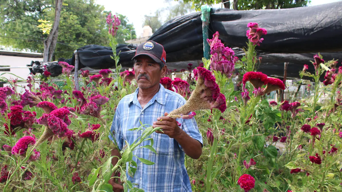 Altamira se llena de color con el inicio de la venta de flores de cempasúchil y mano de león