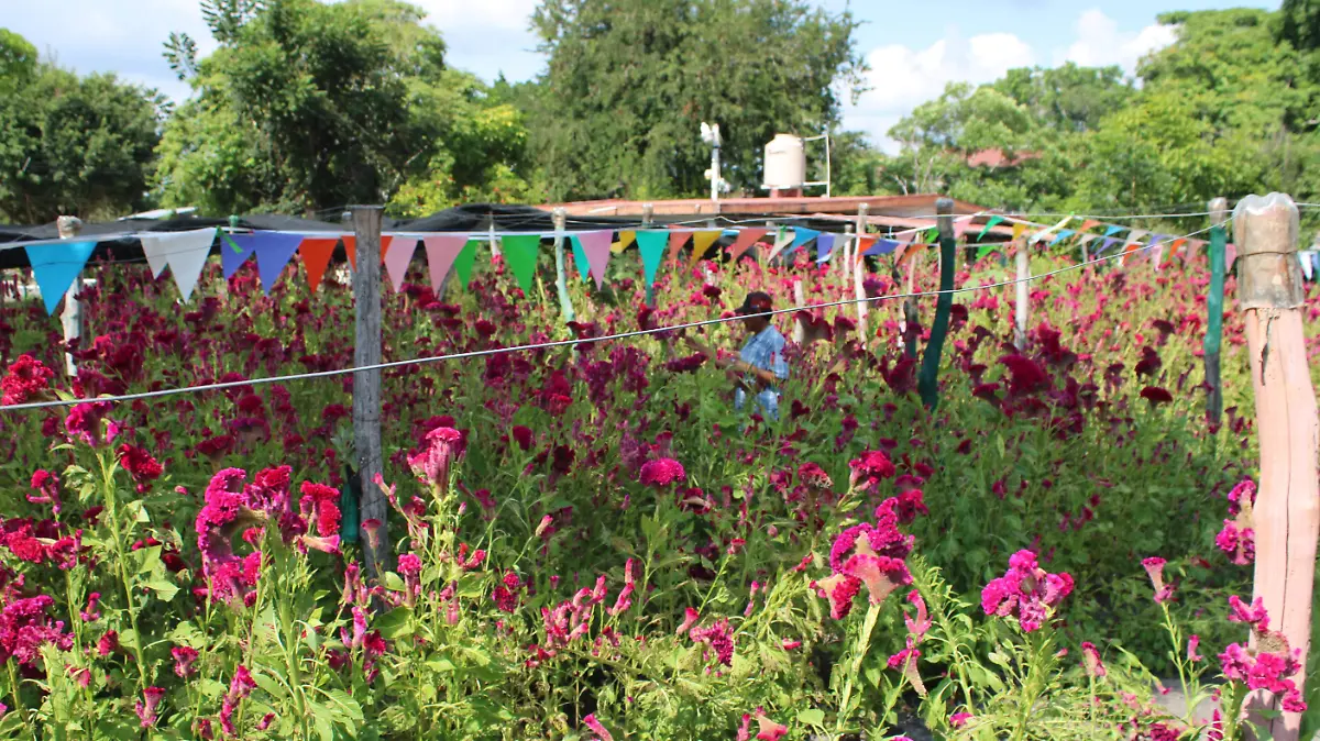 En Altamira se cultivan las flores de Día de Muertos