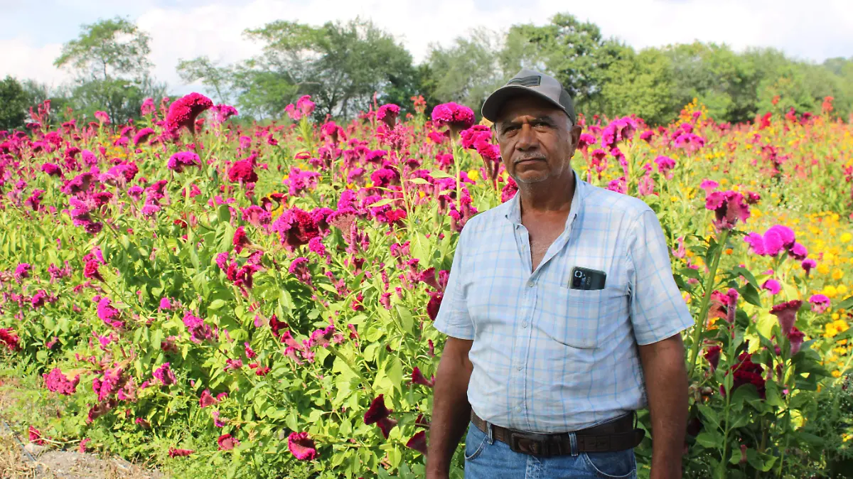 La flor mano de león en la parcela de José Luis Torres Rodríguez en Altamira
