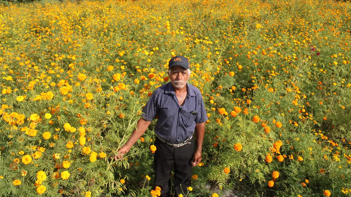 Altamira se llena de color con las flores de cempasúchil y mano de león