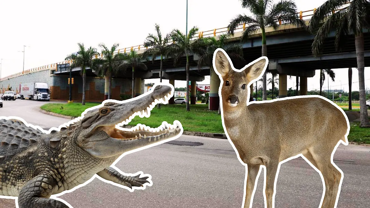 Medidas portada notas El Sol de Tampico (57)