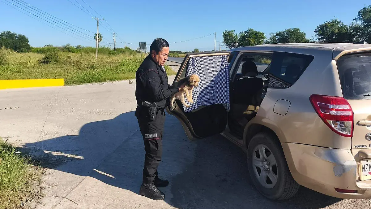 Guardia Estatal rescata a Pelusa tras accidente en carretera de Tamaulipas
