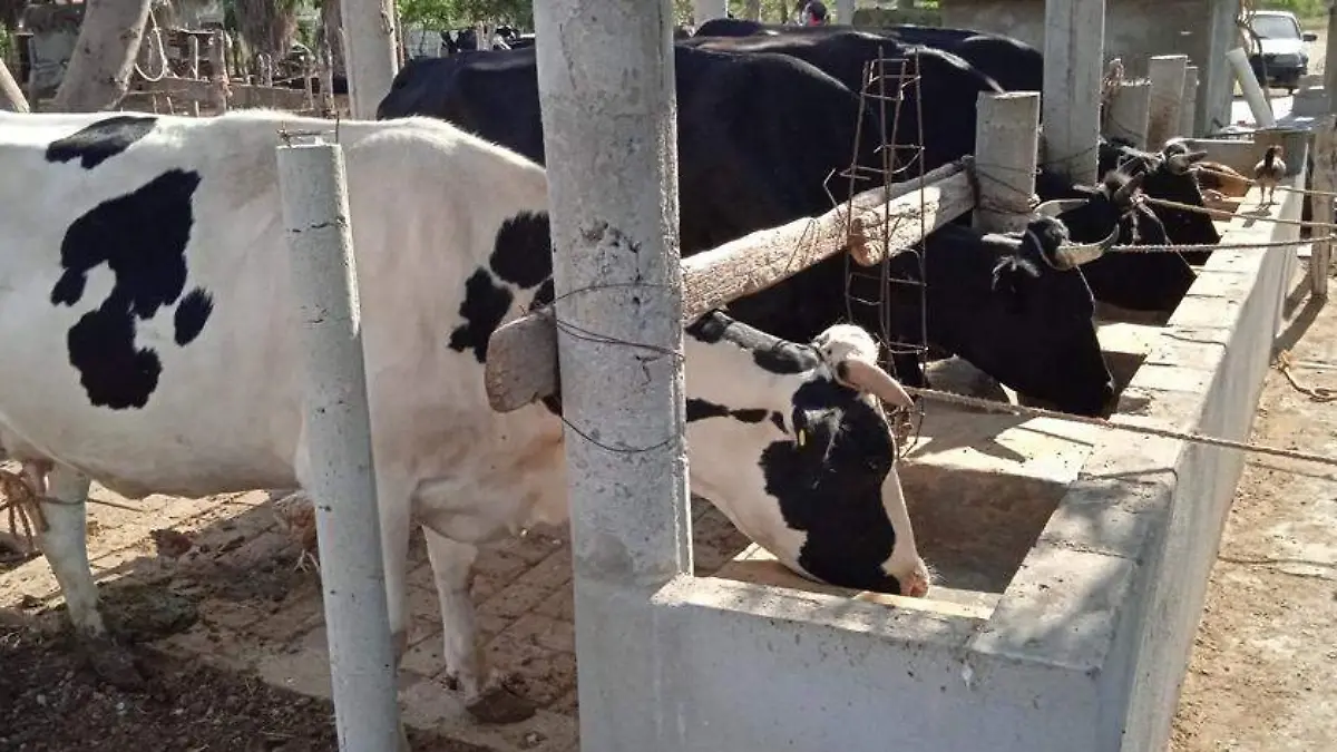 Las vacas toman menos agua durante la temporada de otoño-invierno