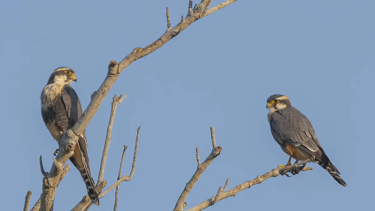 Pareja de halcones fajado fueron captados desde la Casa de la Naturaleza de Tampico 