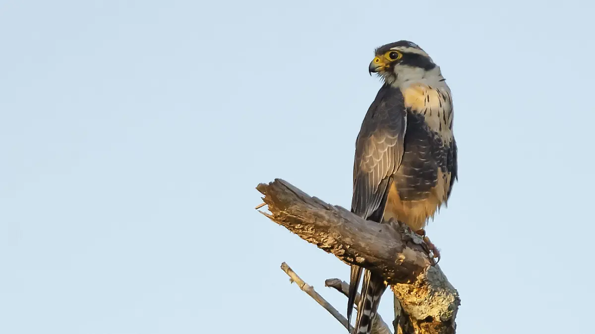 Avistamiento del halcón fajado en el sur de Tamaulipas