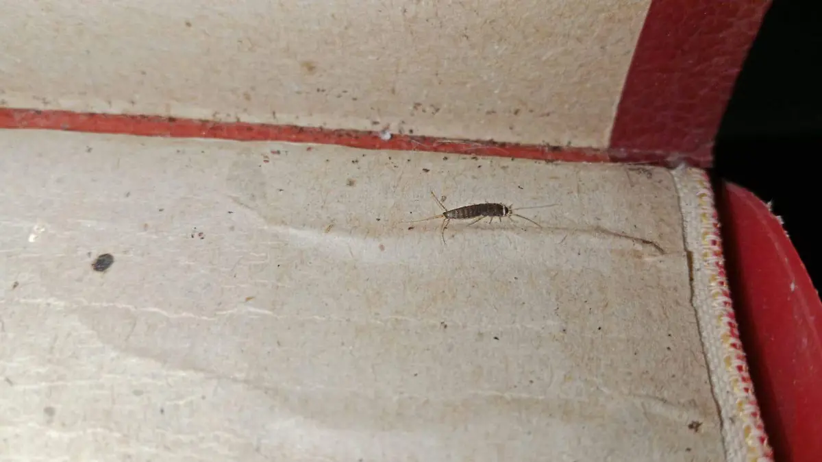 Experto advierte que la presencia del “pescadito de plata” es señal de fugas o humedad en el hogar