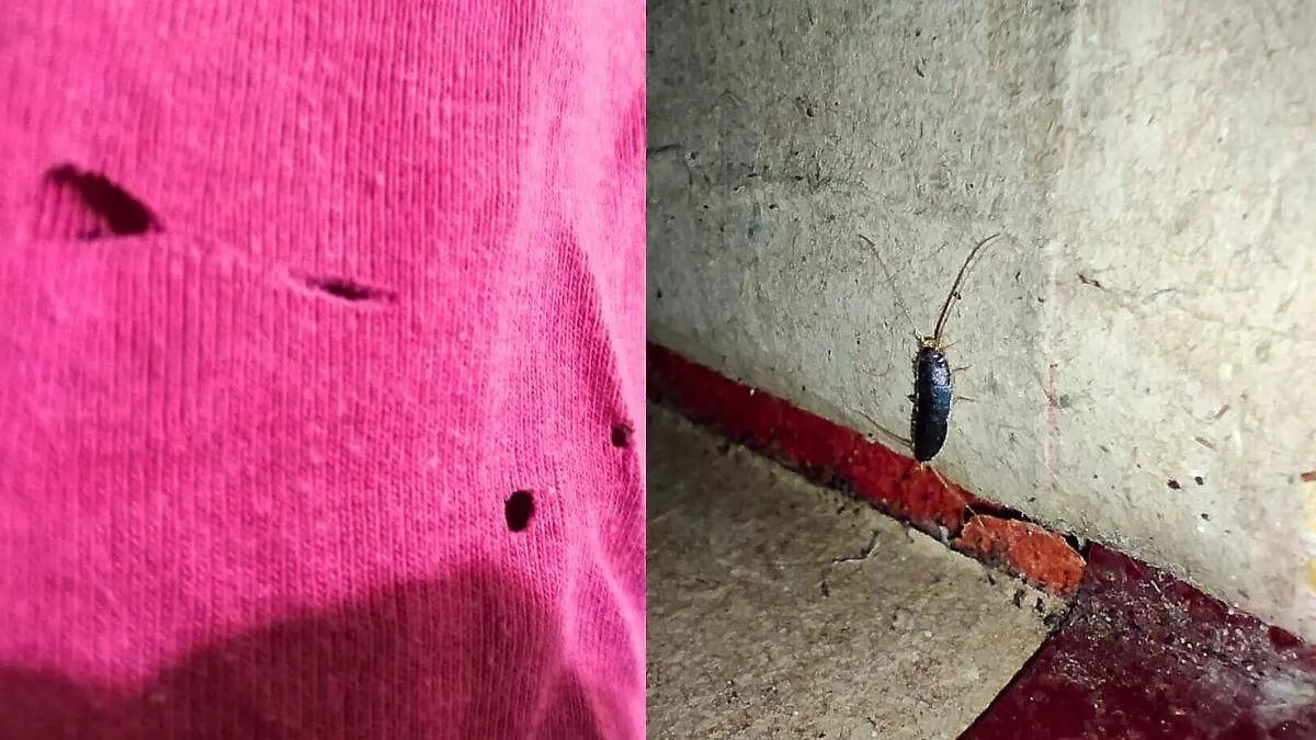 “Pescadito de plata”: el insecto que daña tus libros y revela humedad en tu hogar