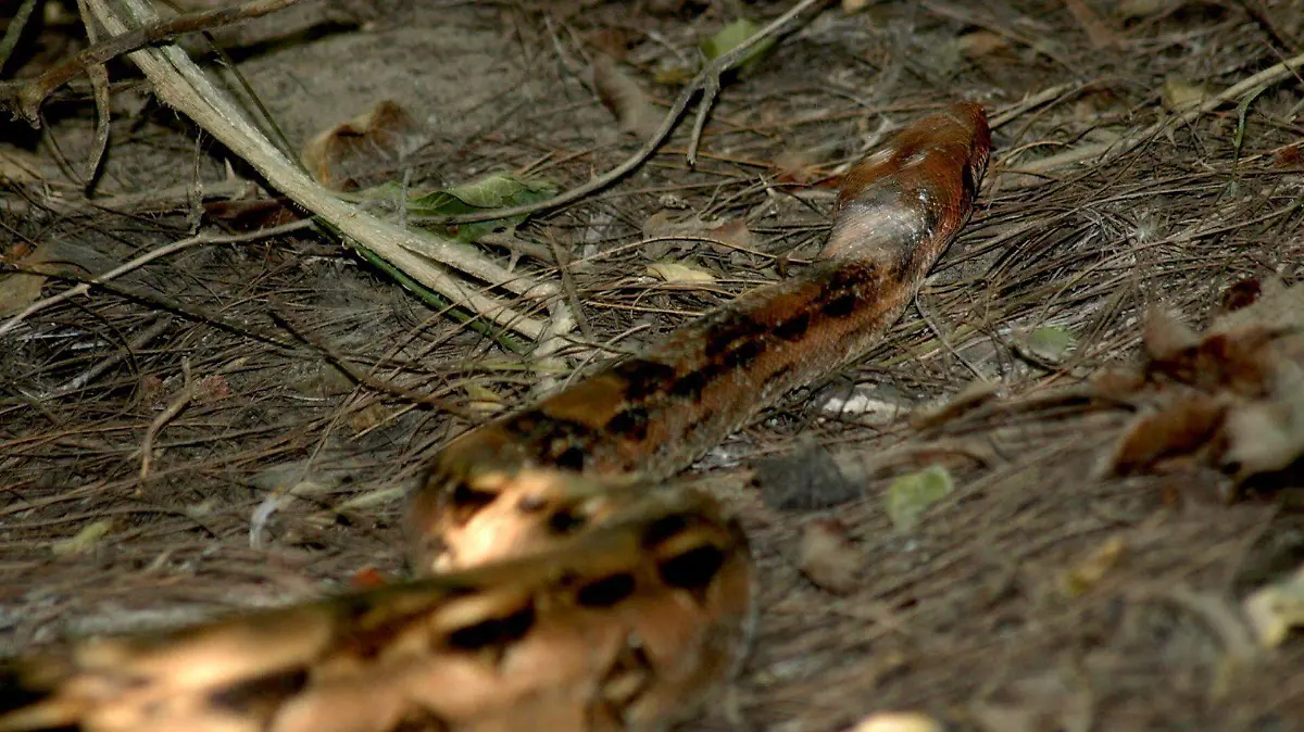 184564_Especies Liberadas Vibora Tortuga_web