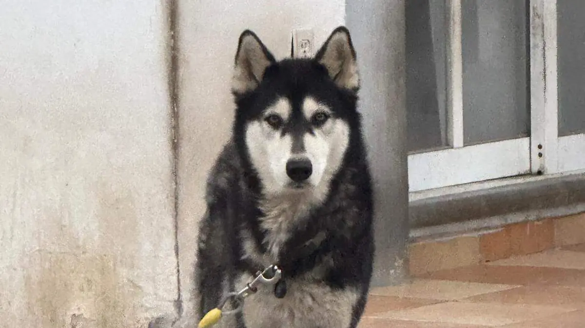 PERRO Logan Altamira