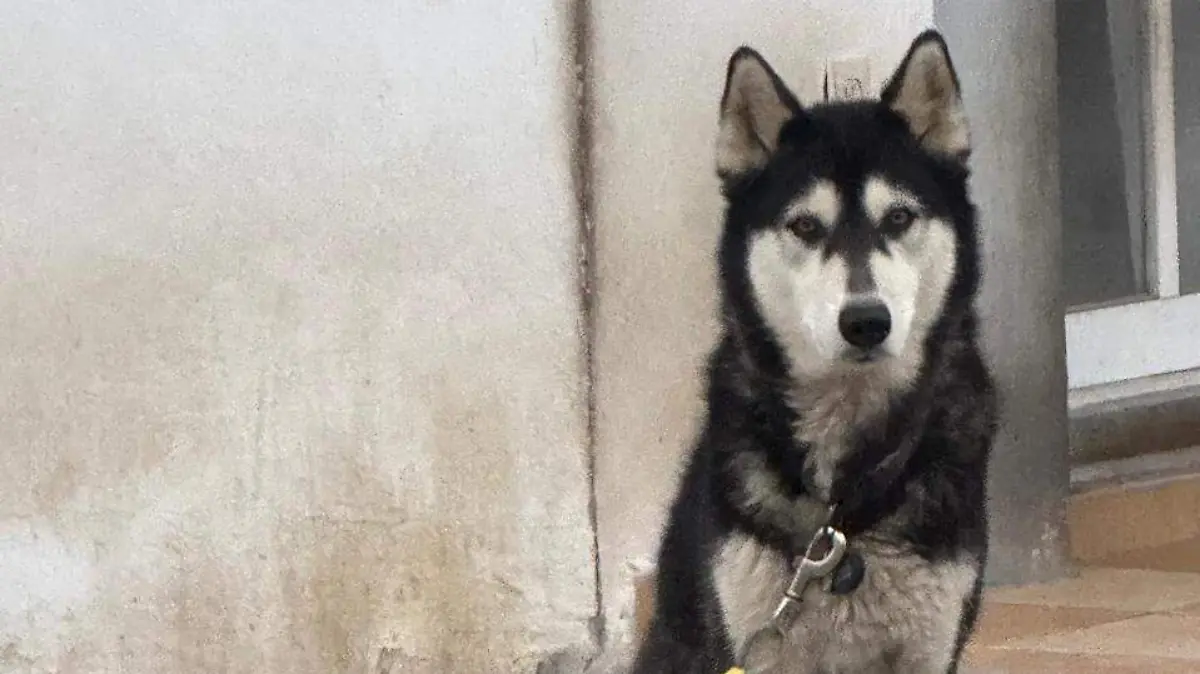 IMG-20251120-WA0019~2