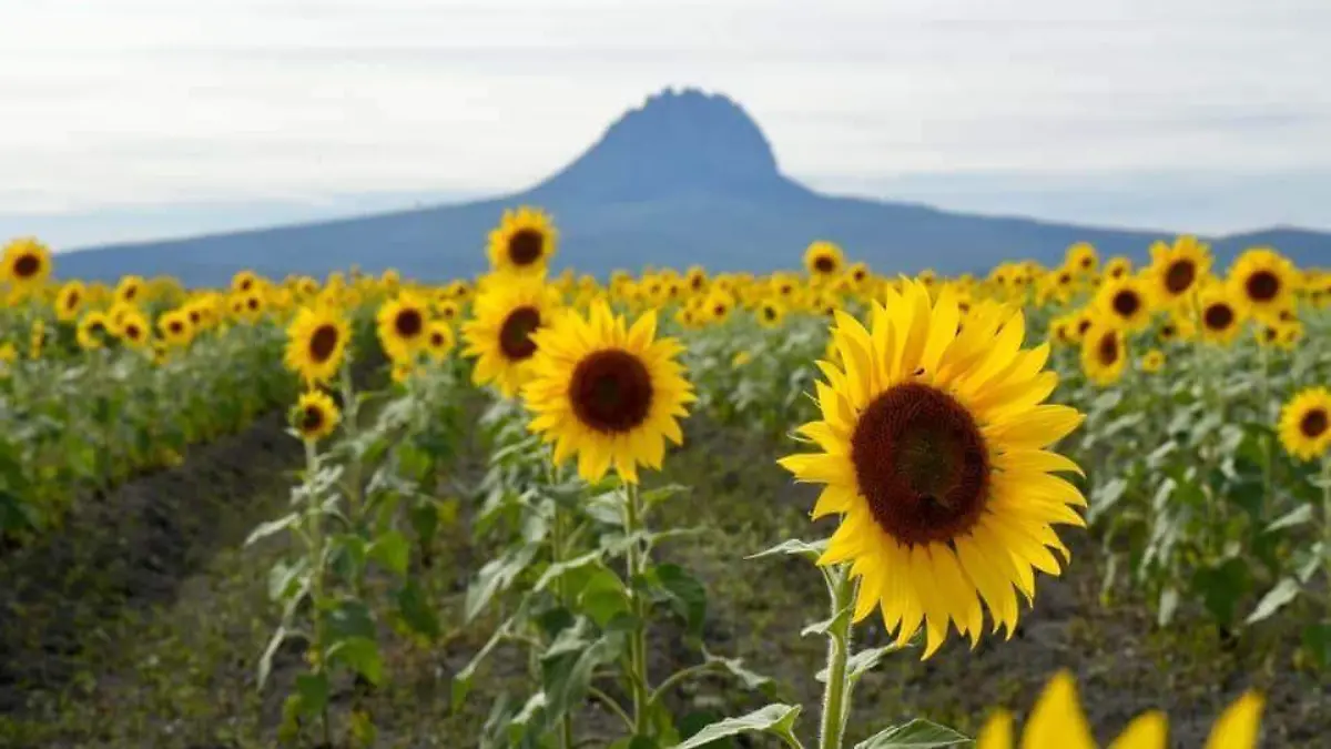 Campo de girasoles gonzález
