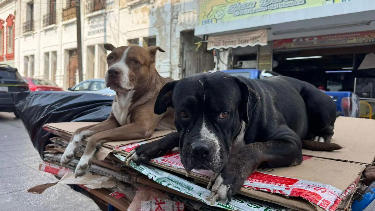 Ambos perros fueron rescatados de una situación de maltrato, a pesar de ello ninguno tiene un comportamiento hóstil, por el contrario, son muy pacifícos