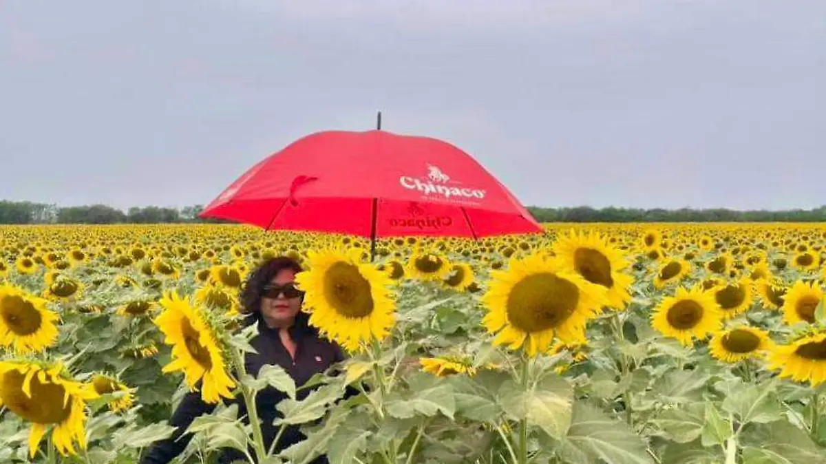 Girasoles de González