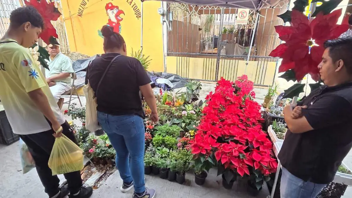 Las primeras nochebuenas de la temporada ya se venden en 100 y 140 pesos en el mercado rodante de Pueblo Viejo Alfredo Márquez (2)