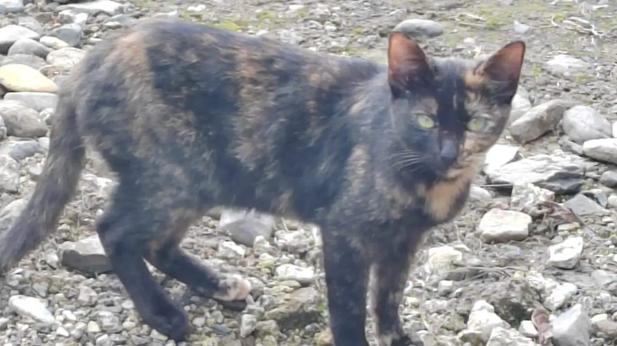 Al sujeto detenido en Reynosa, Tamaulipas le acusan de haber matado a tres gatos 