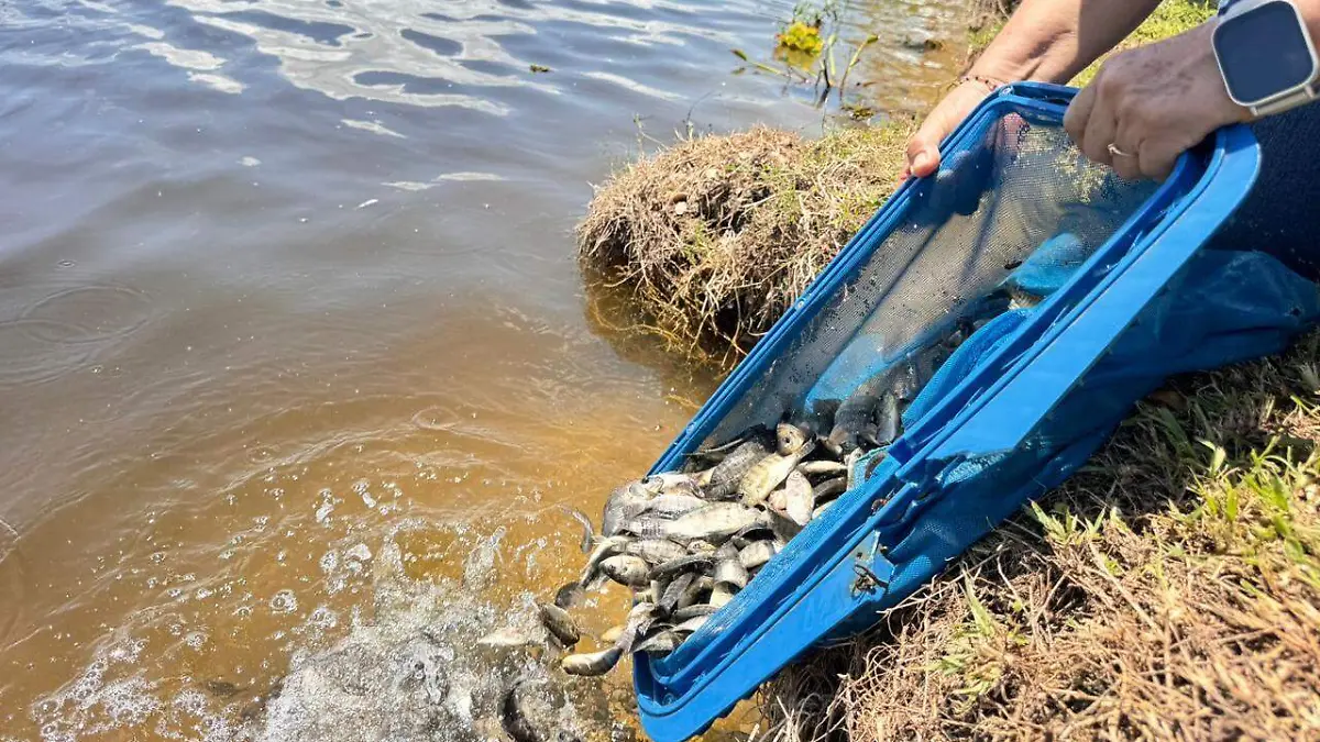 Urgen estudios científicos para repoblar especies