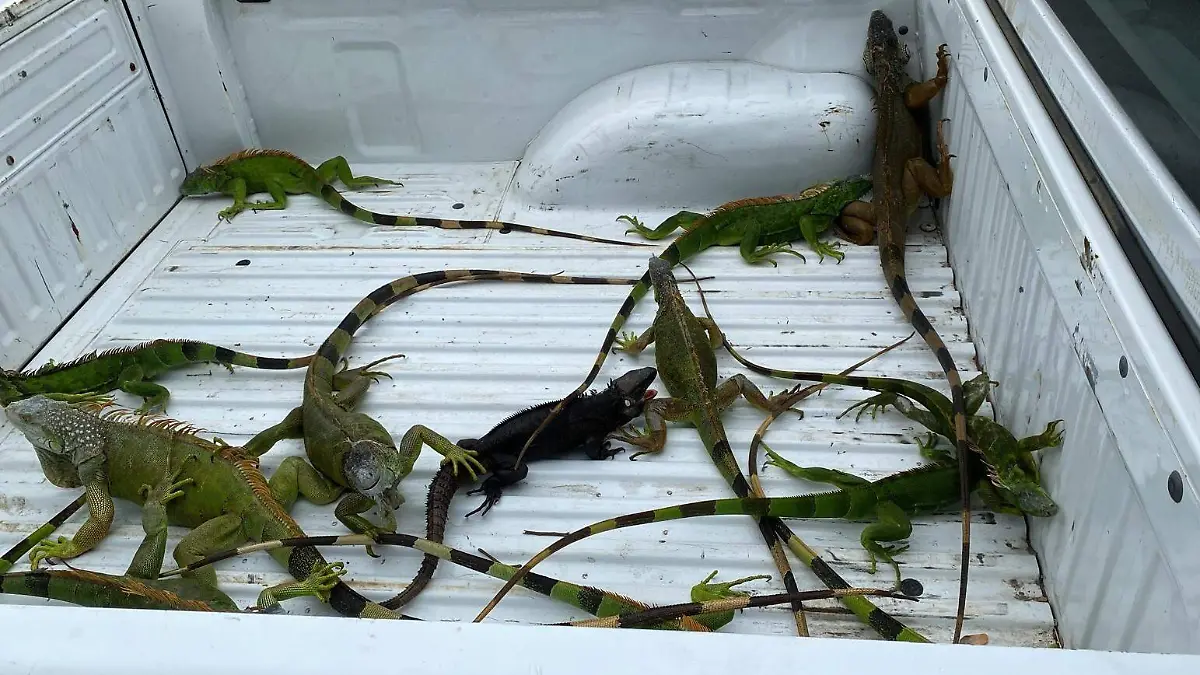 Profepa rescata a Iguanas