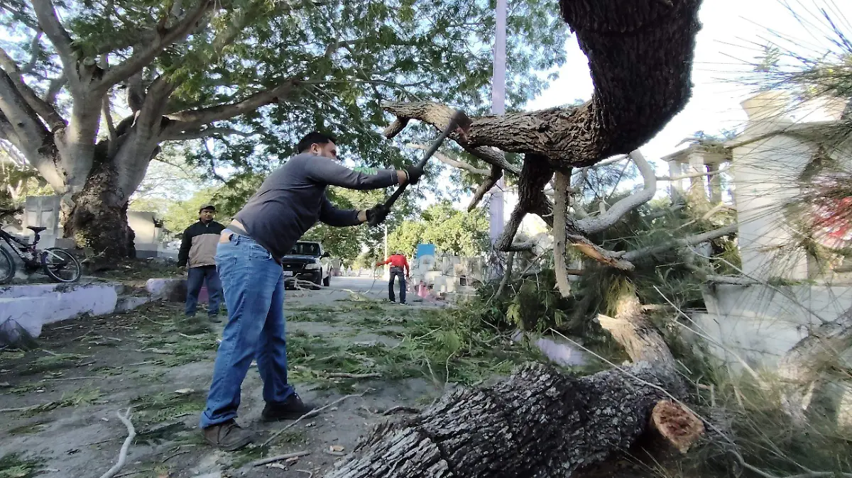 Caída árbol cementerio