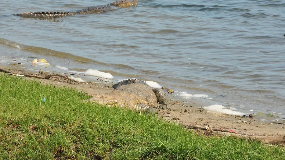 Cocodrilos norte Veracruz