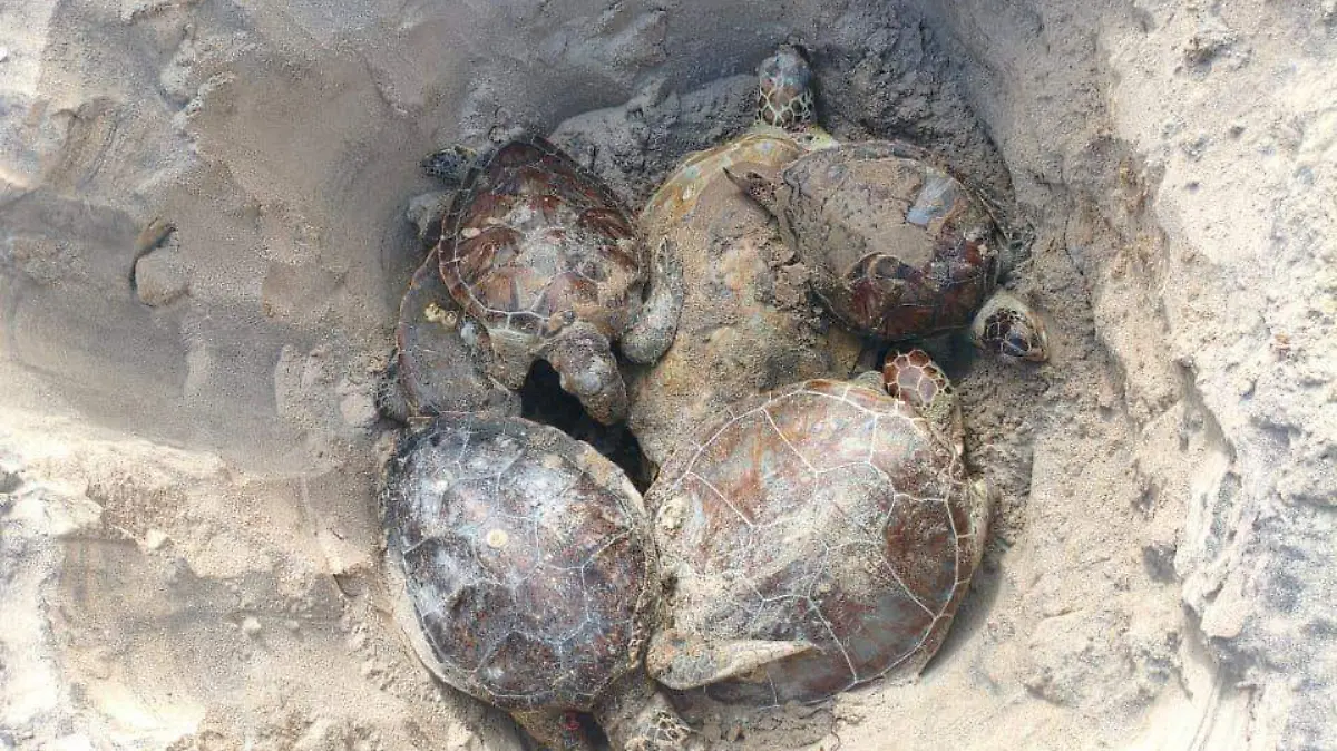 Especie de tortugas sin vida en Tamaulipas