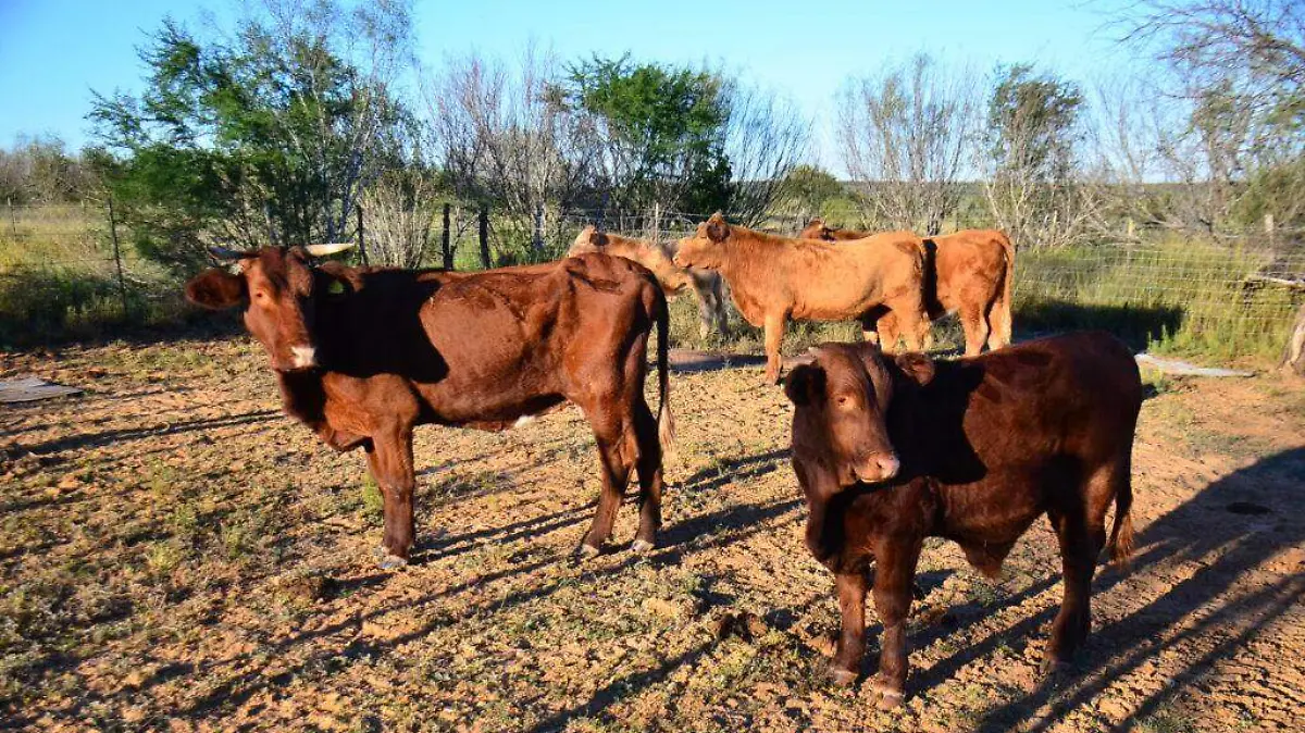 WhatsApp Image 2025-12-20 at 11.23.37 AM