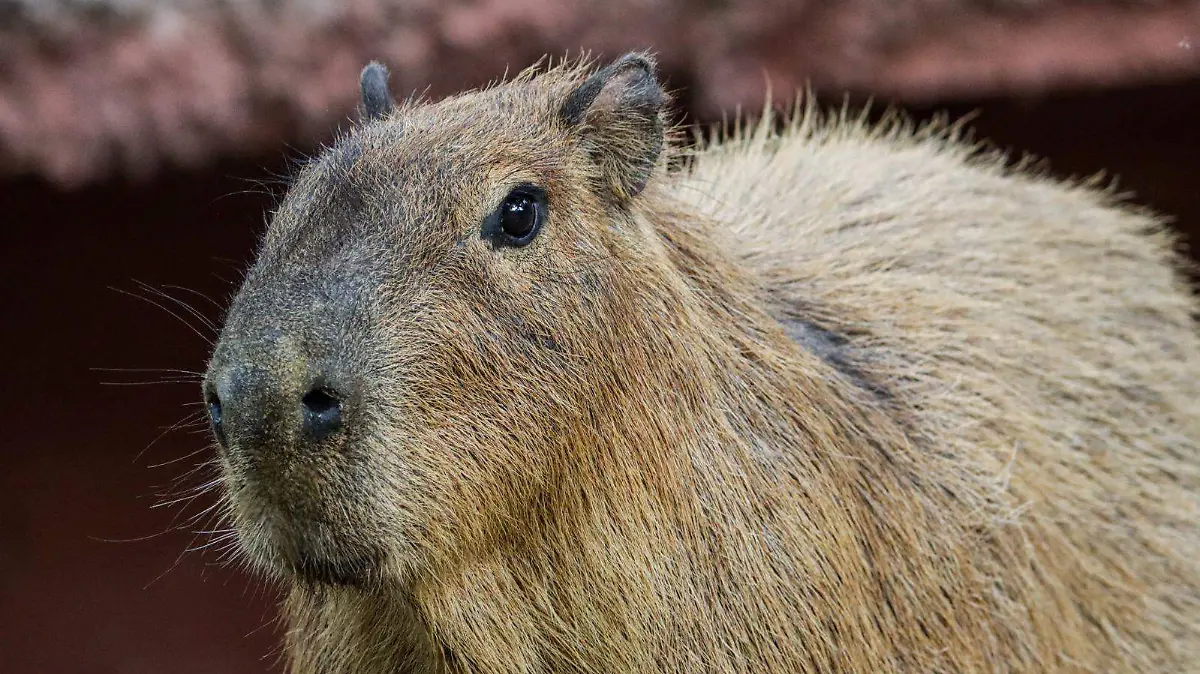 WhatsApp Image 2025-12-26 at 2.06.42 PM