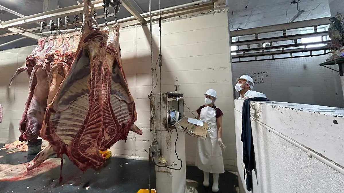 Exportan 70% del ganado al rastro de Tampico