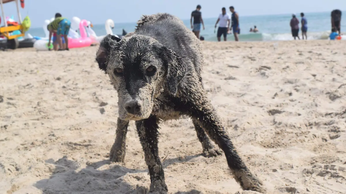 WhatsApp Image 2025-12-28 at 08.17.07