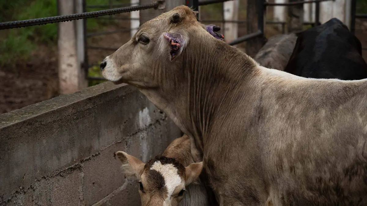 1039645_Gusano Barrenador Cintalapa_web